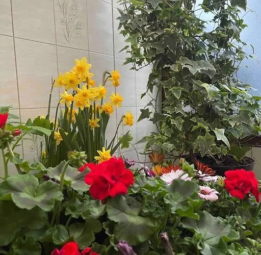 Ardennest بيت للعطل *